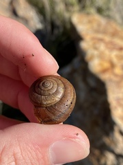 Helminthoglypta sanctaecrucis