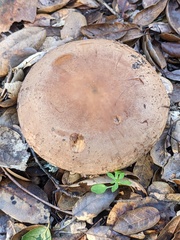 Lactarius argillaceifolius megacarpus