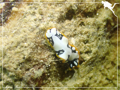 Pseudoceros scriptus