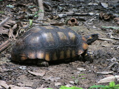 Chelonoidis denticulatus