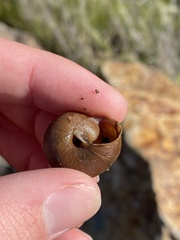 Helminthoglypta sanctaecrucis