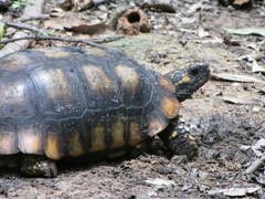 Chelonoidis denticulatus
