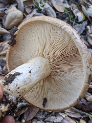 Lactarius argillaceifolius megacarpus