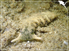 Plakobranchus ocellatus