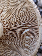Lactarius argillaceifolius megacarpus