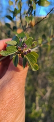 Ceanothus leucodermis