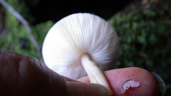 Leucoagaricus roseilividus