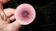 Leucoagaricus roseilividus