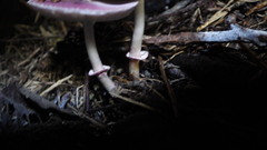 Leucoagaricus roseilividus