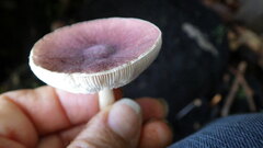 Leucoagaricus roseilividus