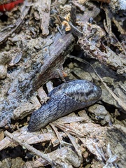 Prophysaon andersonii