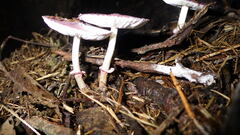 Leucoagaricus roseilividus