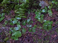 Tiarella trifoliata