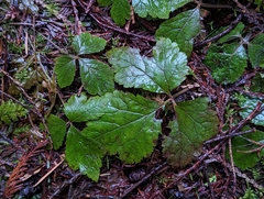 Tiarella trifoliata