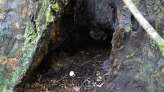 Leucoagaricus roseilividus