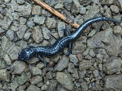 Aneides flavipunctatus