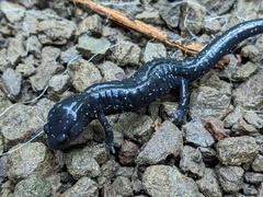 Aneides flavipunctatus