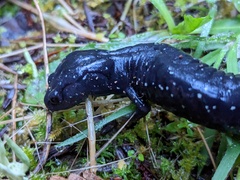 Aneides flavipunctatus