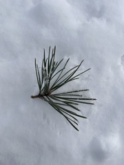 Pinus pumila