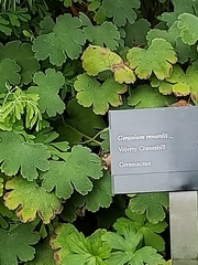 Geranium renardii