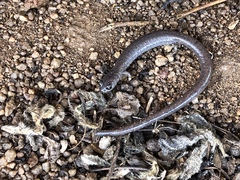 Batrachoseps major major