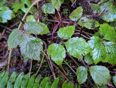 Tiarella trifoliata