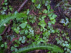 Tiarella trifoliata