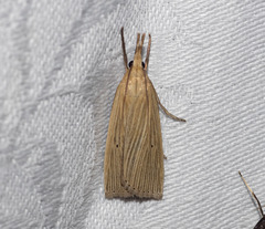 Calamotropha delatalis