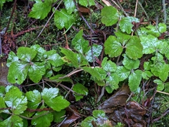 Tiarella trifoliata