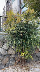 Nandina domestica