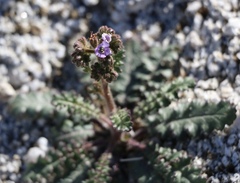 Phacelia crenulata