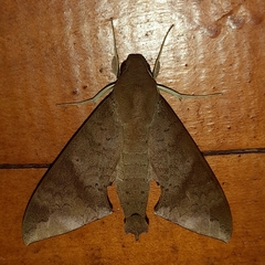 Pachylioides resumens