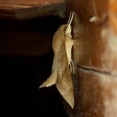 Pachylioides resumens