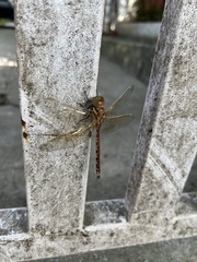 Anaciaeschna jaspidea