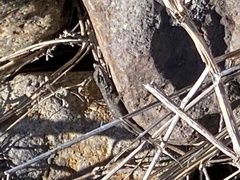 Sceloporus occidentalis becki