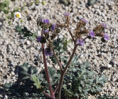 Phacelia crenulata minutiflora