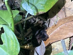 Achlyodes busirus