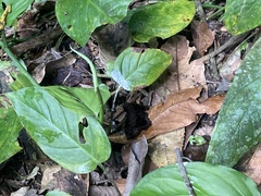 Achlyodes busirus