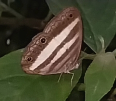 Pareuptychia hesionides