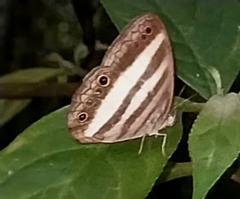 Pareuptychia hesionides