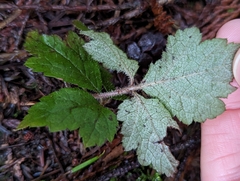 Tiarella trifoliata
