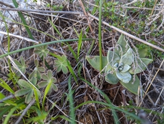 Dudleya farinosa