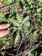 Cirsium texanum