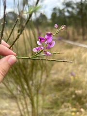 Polygala virgata