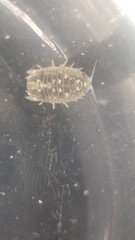 Sphaeroma quadridentatum