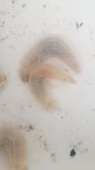 Pentamera pulcherrima