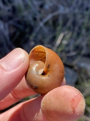Helminthoglypta sanctaecrucis