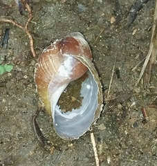 Megalobulimus popelairianus