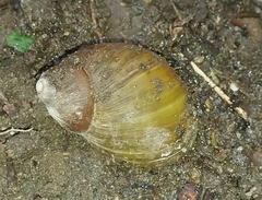 Megalobulimus popelairianus