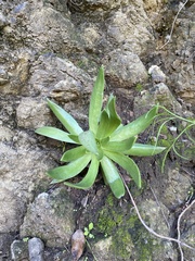 Dudleya candelabrum